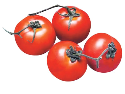 Tomate Holandês